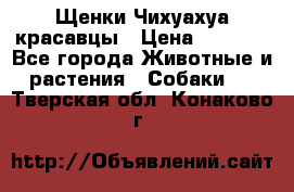 Щенки Чихуахуа красавцы › Цена ­ 9 000 - Все города Животные и растения » Собаки   . Тверская обл.,Конаково г.